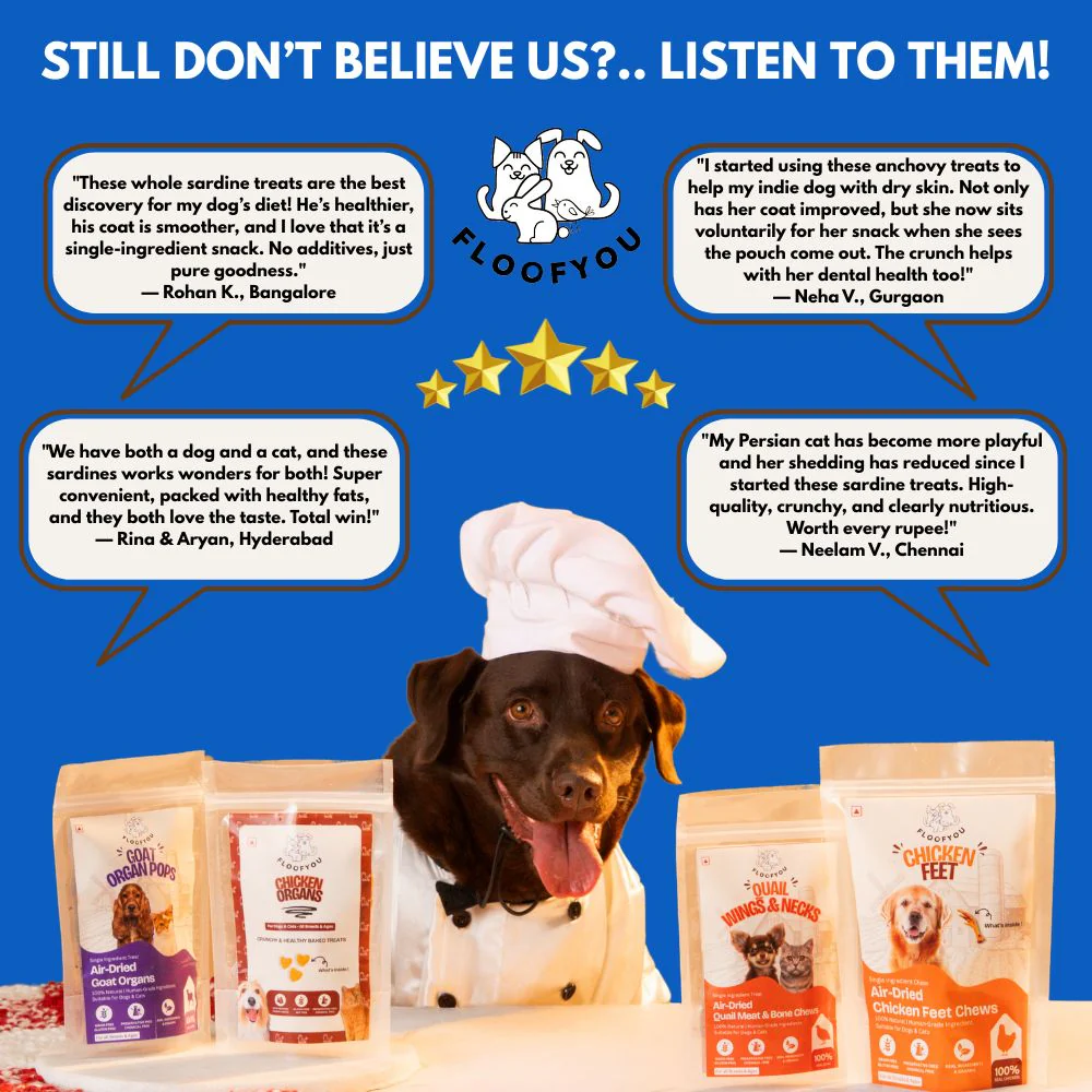 FloofYou Air Dried Whole Sardines Fish Dog & Cat Treats - Runbopad