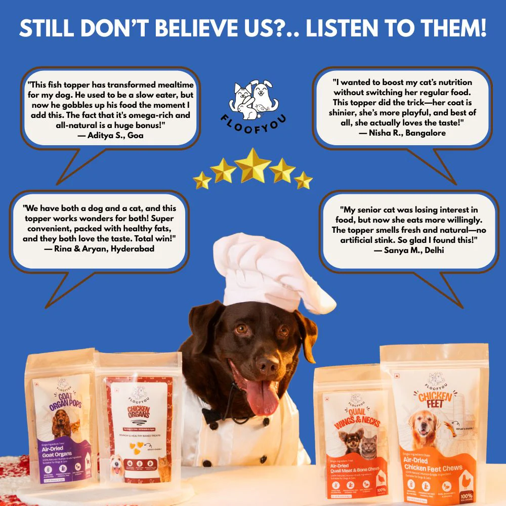 FloofYou Fish Topper for Dogs & Cats - Runbopad