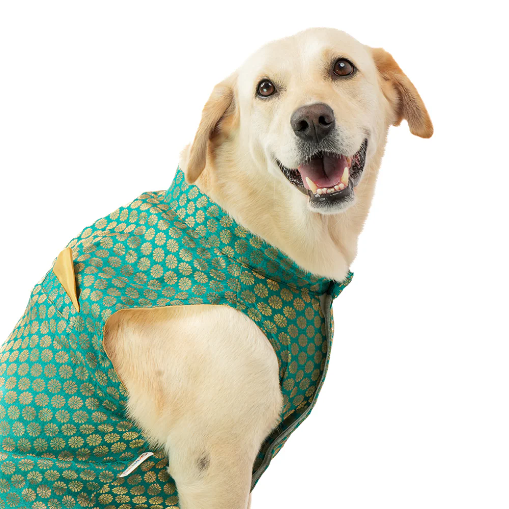 Skatrs Brocade Gold Printed Sherwani for Dogs and Cats (Teal) - Runbopad