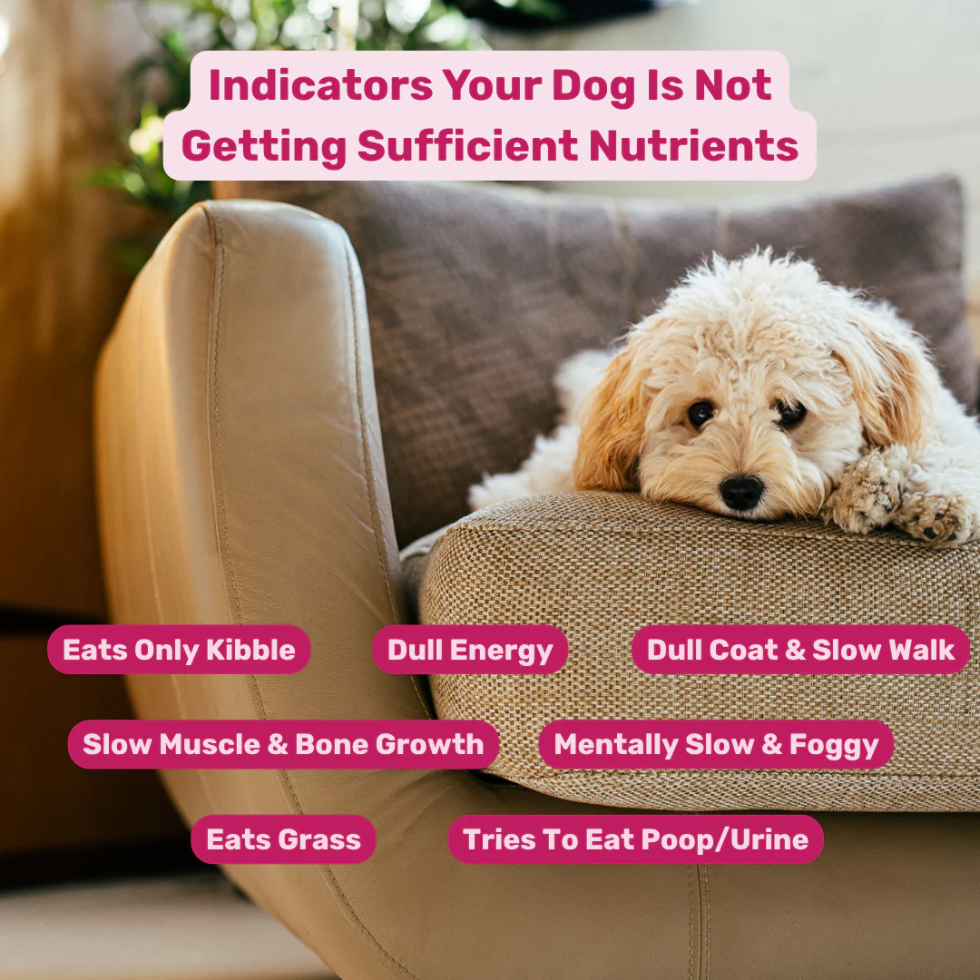 Absolut Pet Bone & Muscle  Multivitamin Chews Dogs Treat - Runbopad